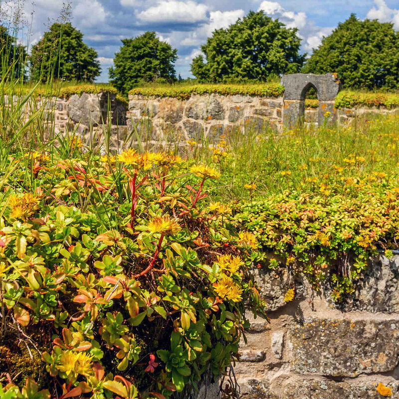 Ein lebendiger Kräuterteegarten mit üppigem Grün und blühenden gelben Blumen neben alten Steinmauern.