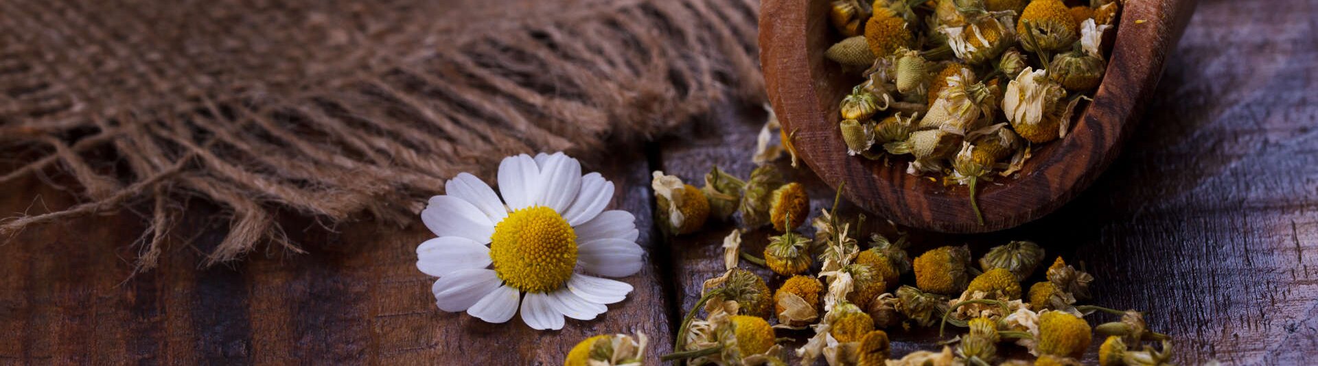 Getrocknete Kamillenblüten und eine frische Blüte auf rustikalem Holz, ideal für Kräuterteeliebhaber.