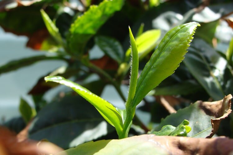 Frische grüne Teeblätter sprießen zwischen üppigem Blattwerk und zeigen die Schönheit des Teeanbaus im natürlichen Sonnenlicht.