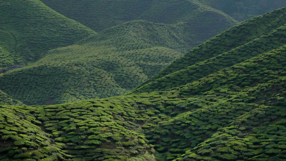 Üppige Teeplantagen bilden atemberaubende grüne Hügel, die die natürliche Schönheit einer malerischen Landschaft zur Geltung bringen.