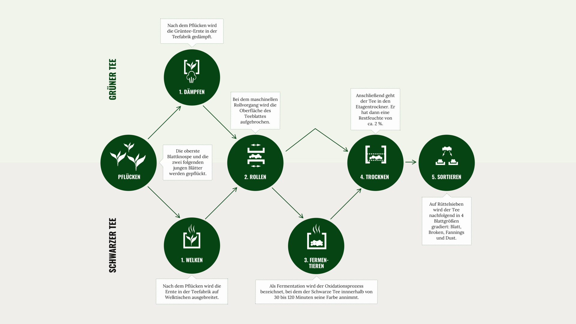 Flussdiagramm zur Veranschaulichung der Herstellungsprozesse von grünem und schwarzem Tee, einschließlich der Schritte Pflücken, Rollen und Trocknen.