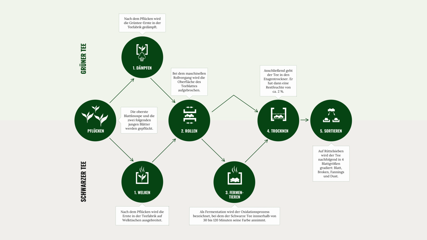 Vývojový diagram znázorňující výrobní procesy zeleného a černého čaje, včetně kroků, jako je trhání, rolování a sušení.