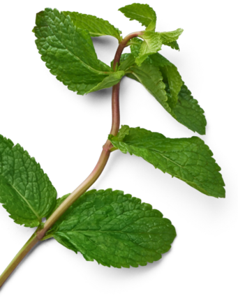 EILLES herbal tea | Eilles Tee & Kaffee