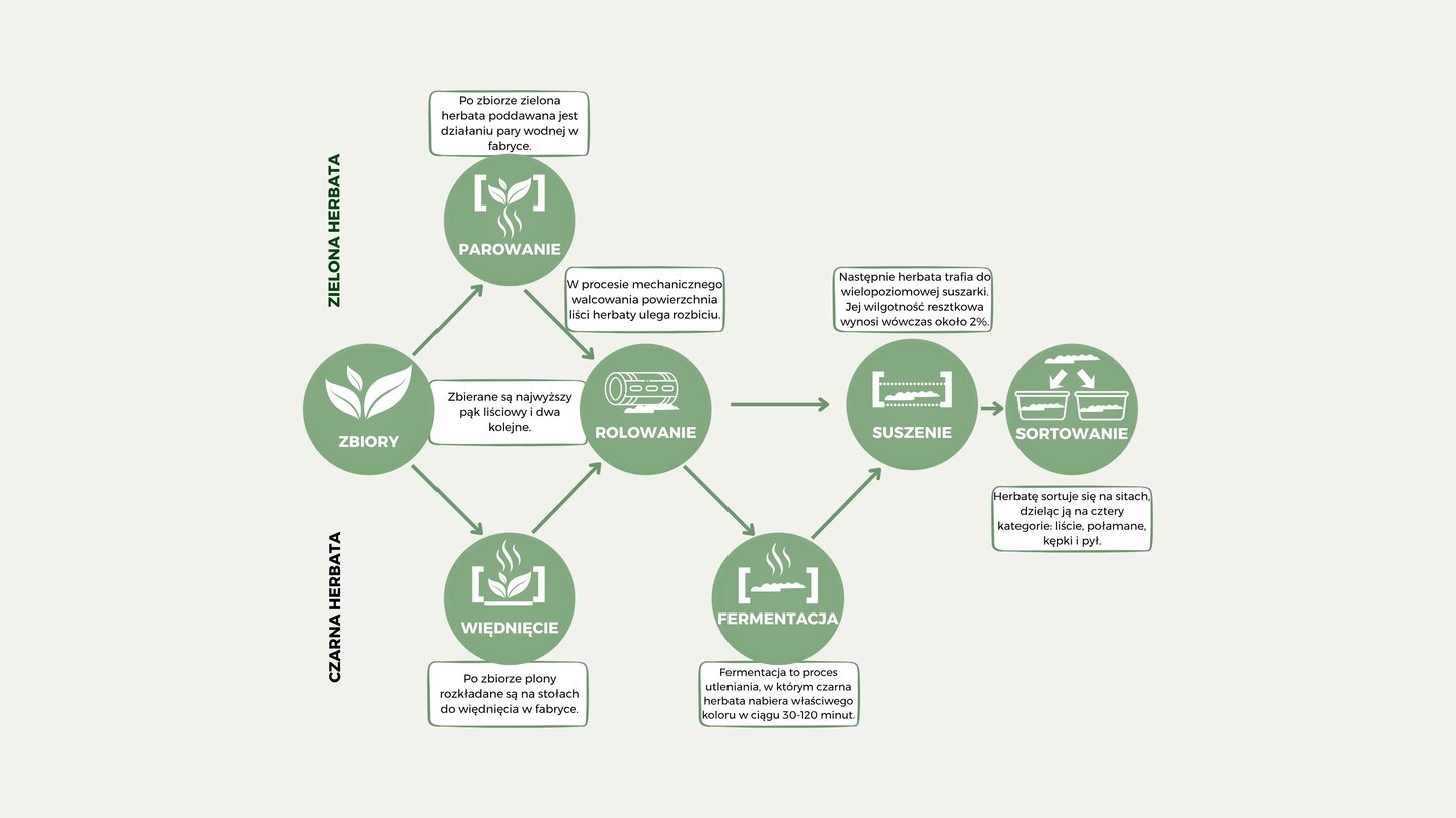 Schemat blokowy przedstawiający procesy produkcji zielonej i czarnej herbaty, w tym etapy zbioru, suszenia i fermentacji.